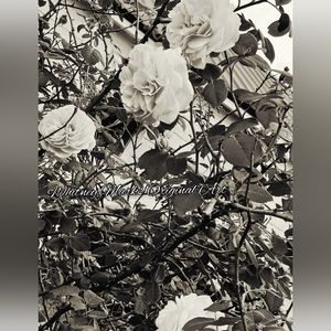 "Antique Roses" photography by Whitney Marks 8x10 glossy print home decor